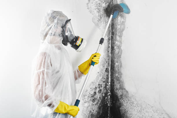 Best Attic Mold Removal  in Green Valley, AZ