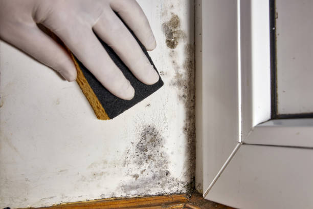 Best Mold Removal for HVAC Installations  in Green Valley, AZ