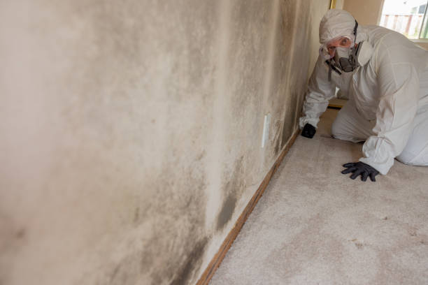 Best Post-Remediation Verification Testing  in Green Valley, AZ